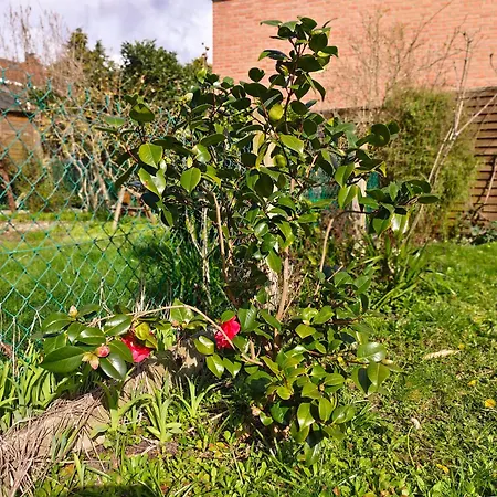 Tatil Evi Maison Spacieuse 8 Pers Avec Jardin Aux Portes De Lille